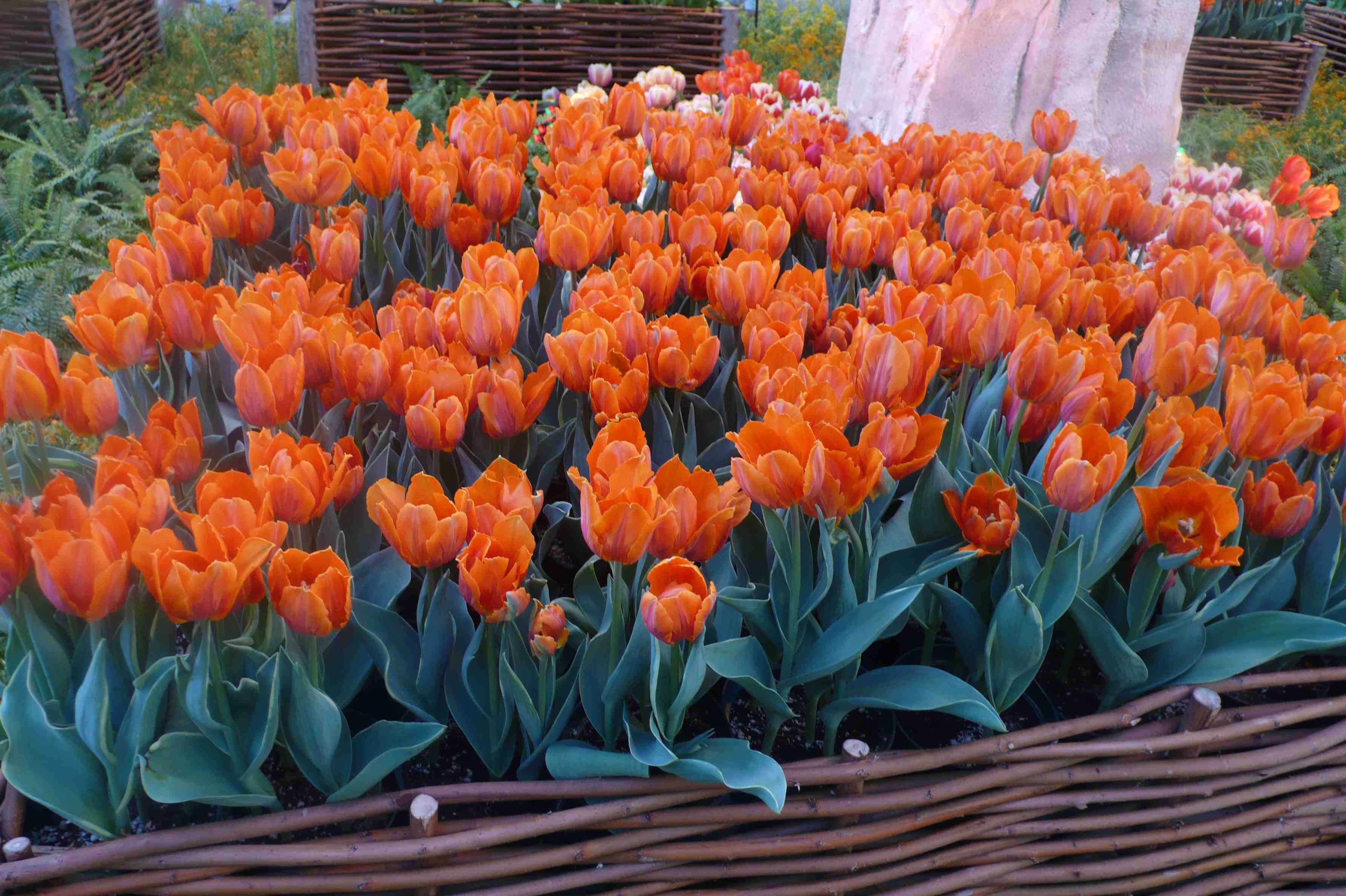 tulips up close