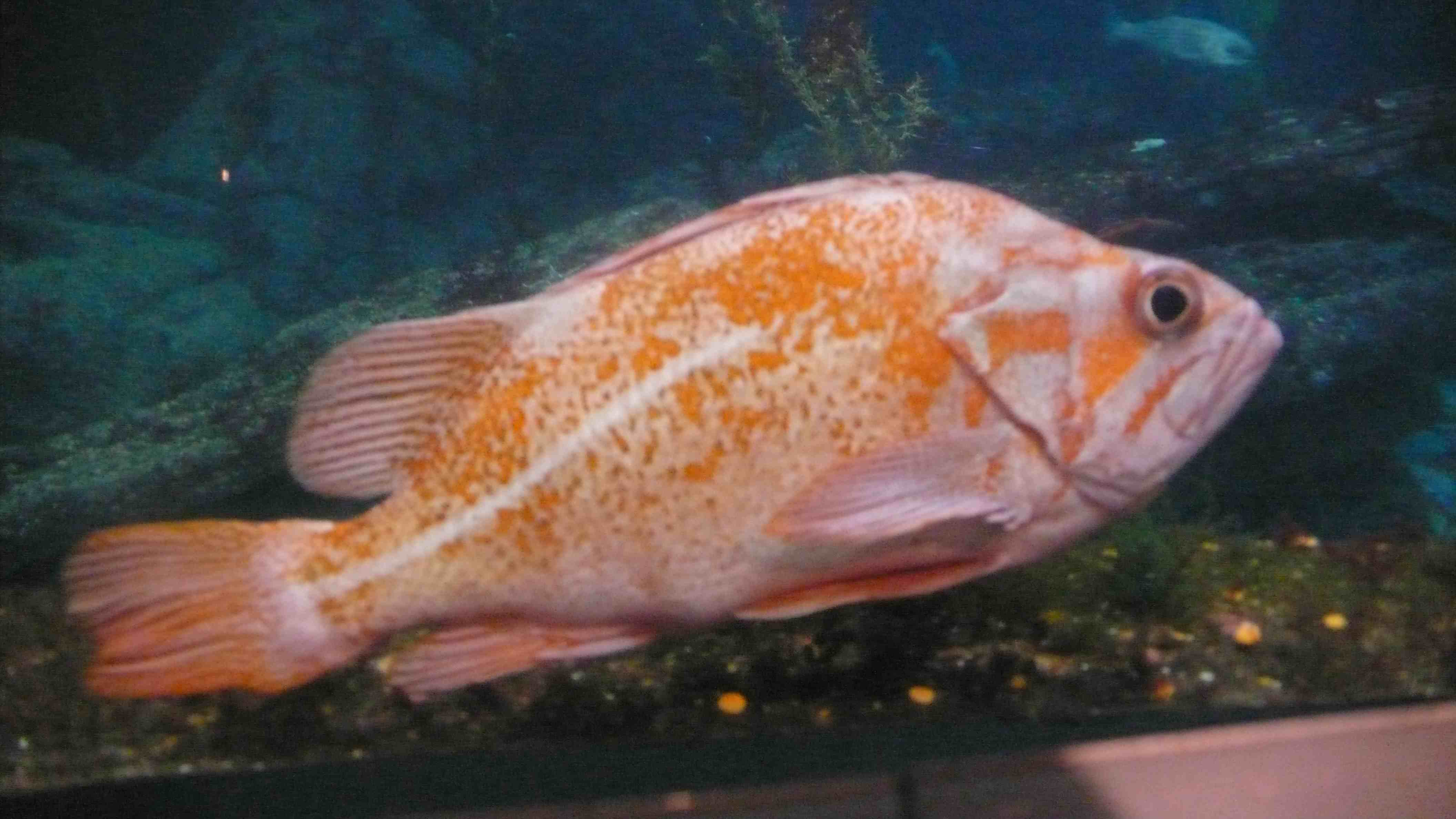 big orange fish