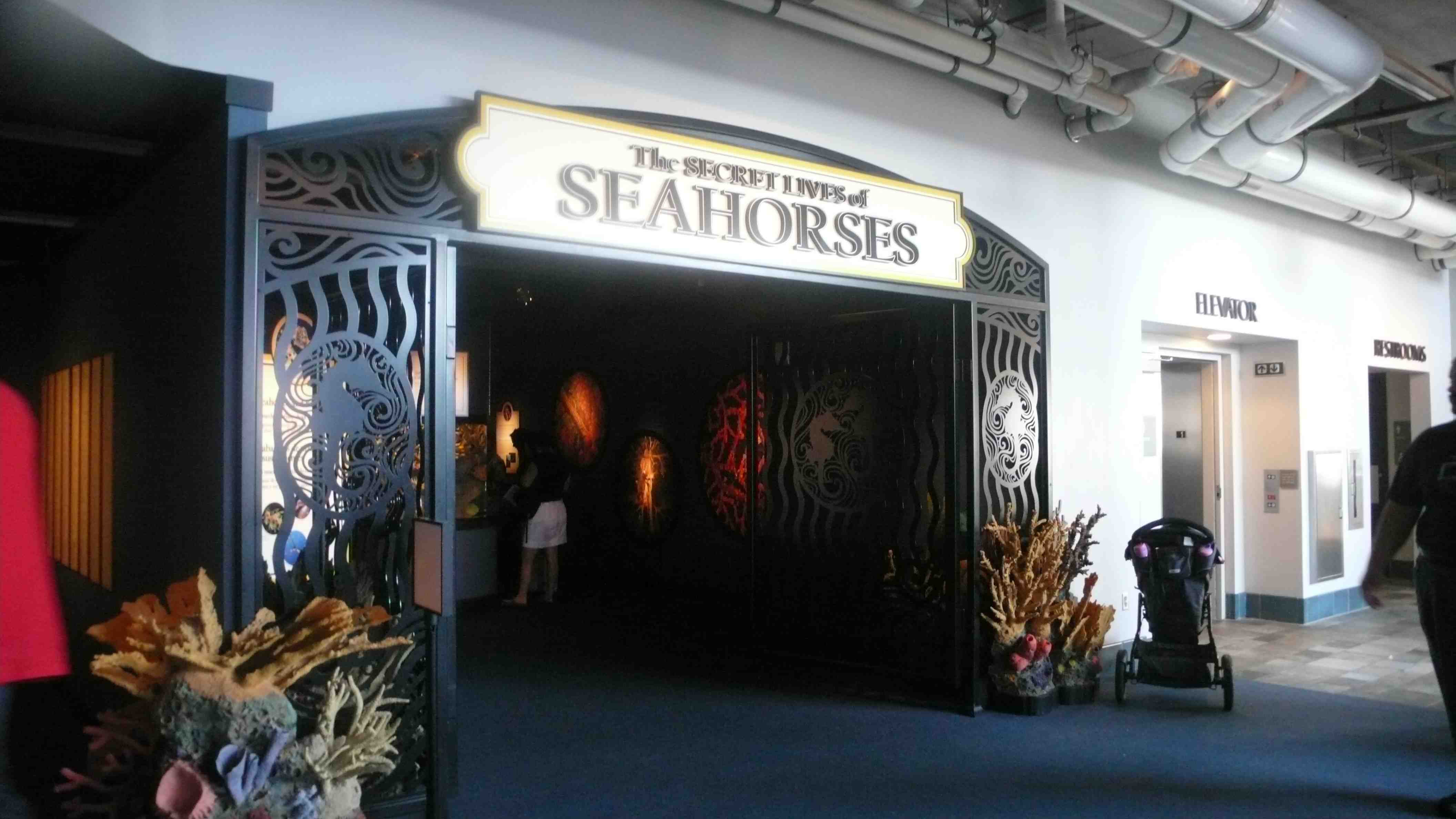 Secret Lives of Seahorses exhibit