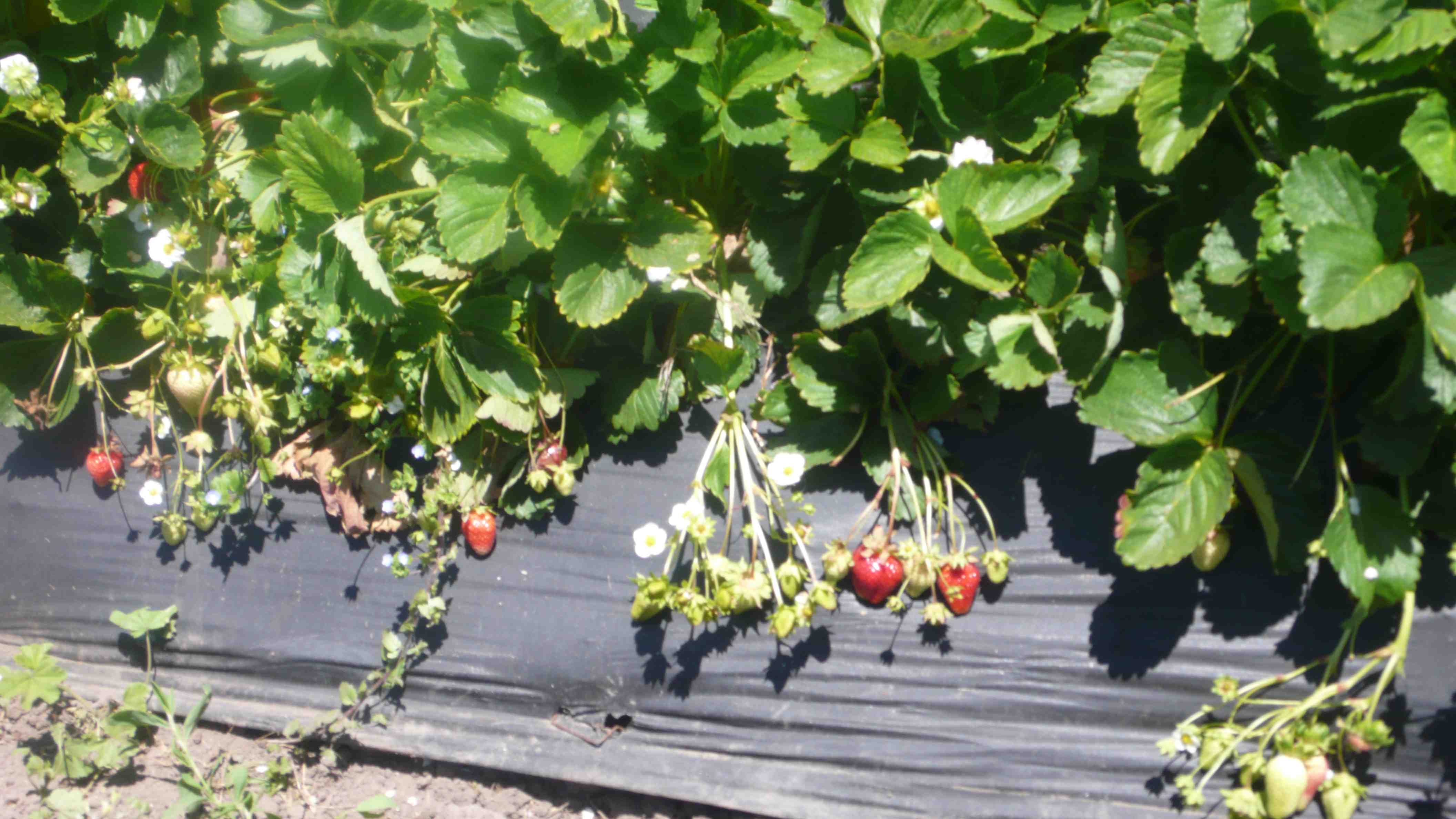 strawberries on the vines, ready to pick