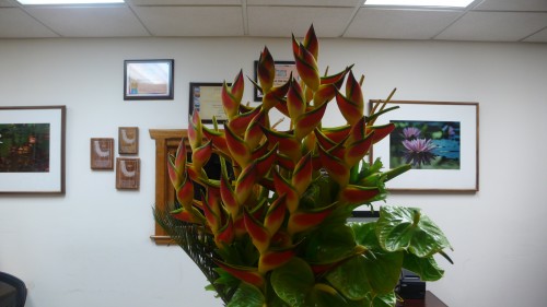 flowers in office