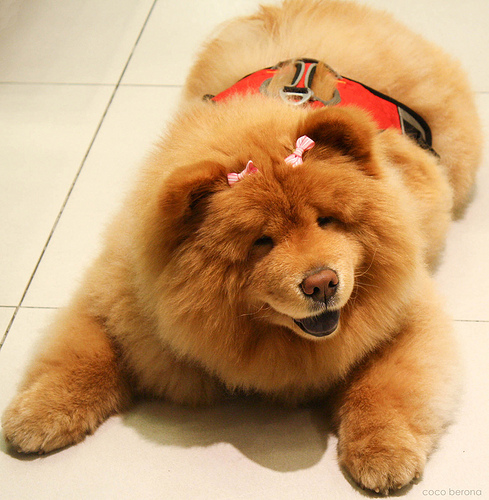 Chow Chow, waiting to go on holiday