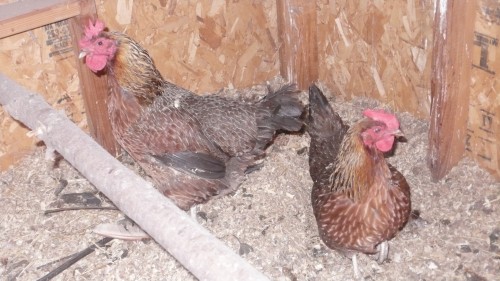 chickens laying eggs